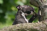 BULL TERRIER MINIATURE 222